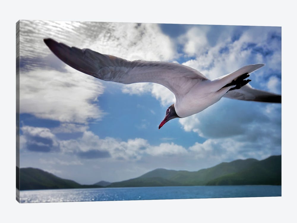 Seagull by Dennis Frates 1-piece Canvas Print
