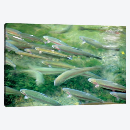 Trout Canvas Print #DEN919} by Dennis Frates Canvas Wall Art