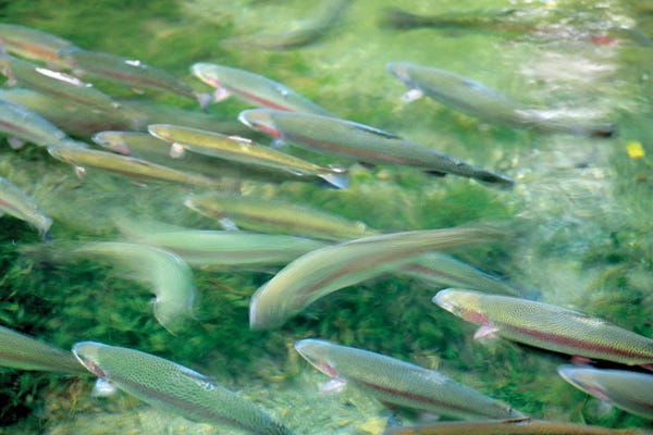 Trout: Trout by Dennis Frates