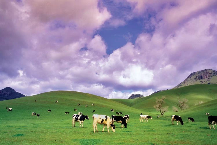 Dairy Pasture IV