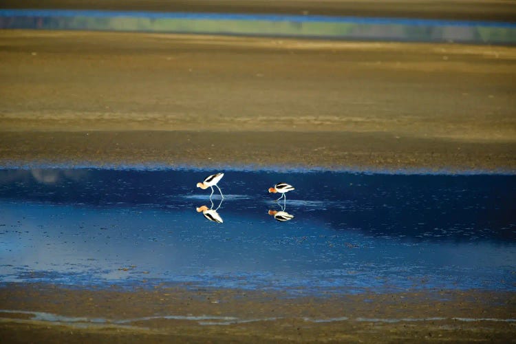 Bird Reflection