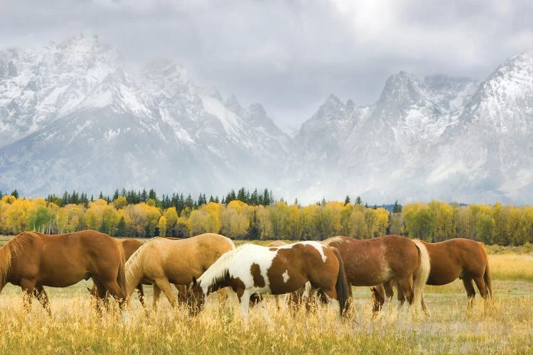 Horses In Tetons
