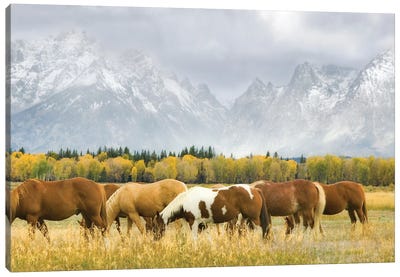Horses In Tetons Canvas Art Print - Teton Range Art