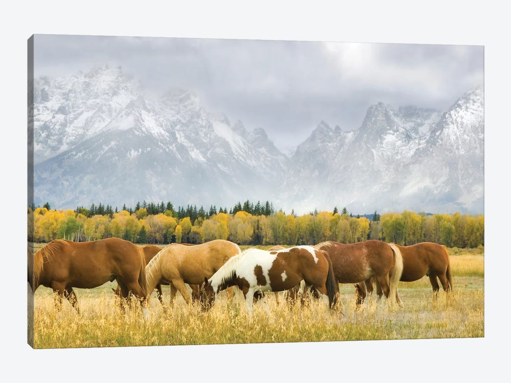 Horses In Tetons by Dennis Frates 1-piece Canvas Art Print
