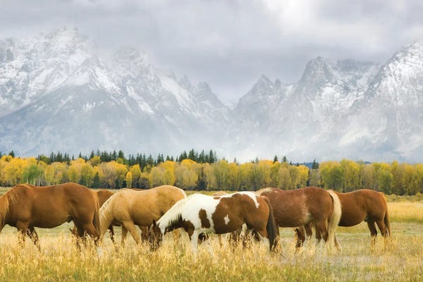 Rocky Mountains: Horses In Tetons by Dennis Frates