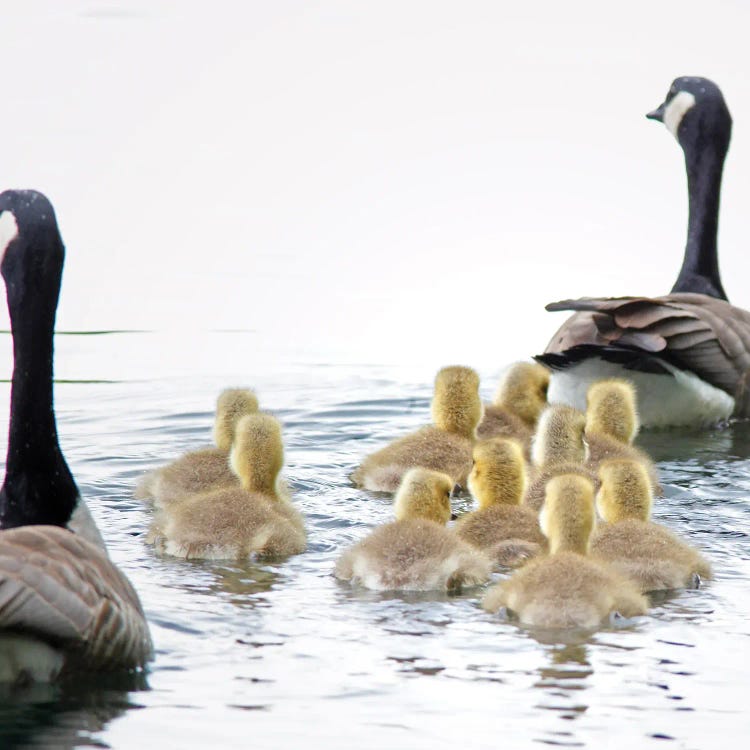 Goose Family