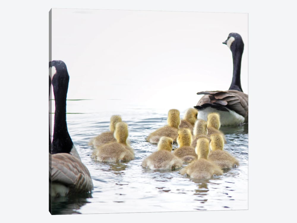 Goose Family by Dennis Frates 1-piece Canvas Print