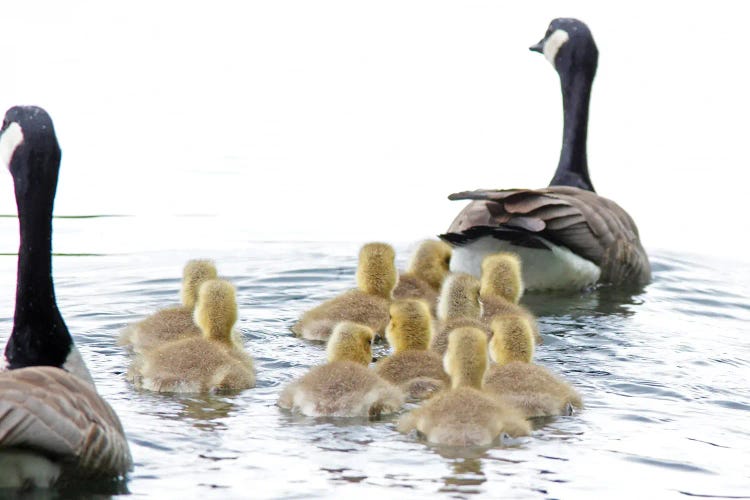 Goose Family II