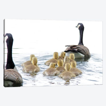 Goose Family II Canvas Print #DEN924} by Dennis Frates Canvas Wall Art