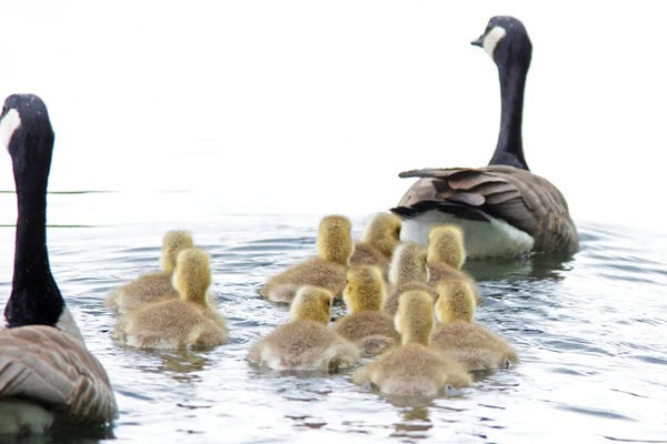 Goose Family II