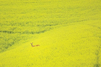 Lone Deer by Dennis Frates canvas print