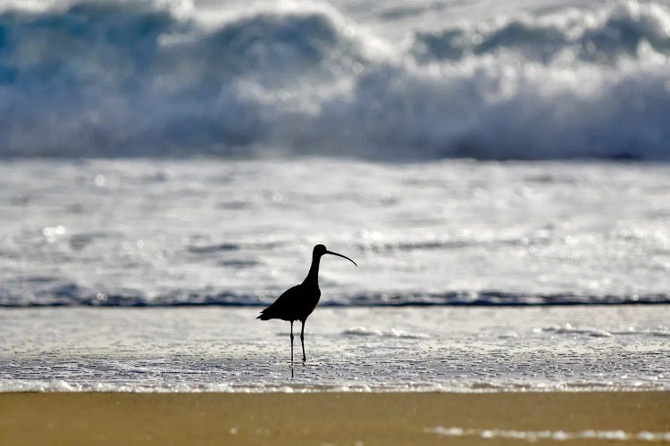 Shorebird