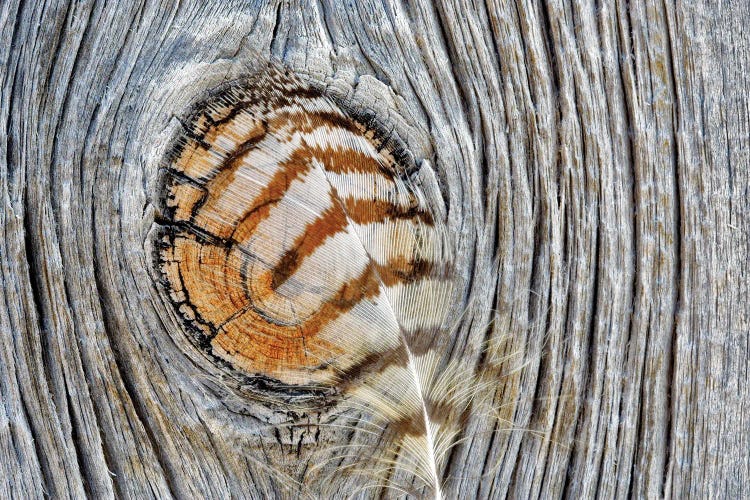 Feather On Wood by Dennis Frates wall art