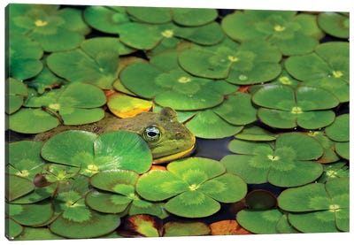 Frog Pond Canvas Art Print - Lily Art