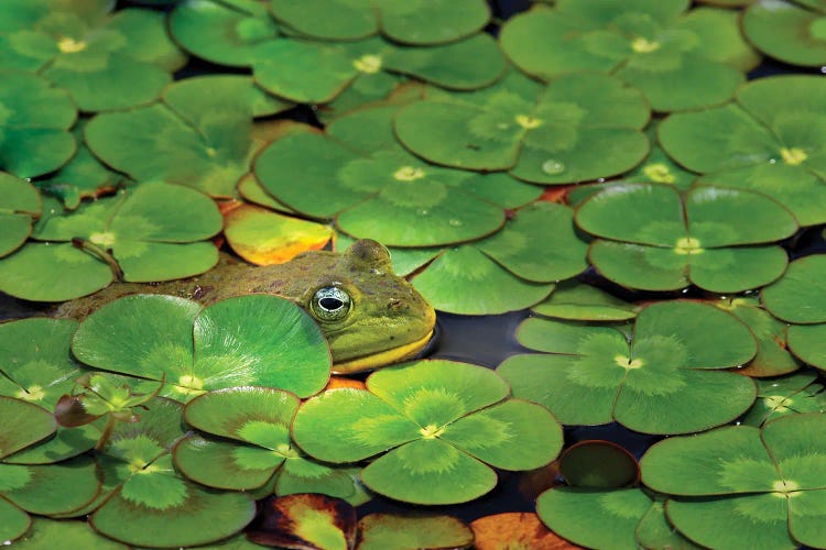 Frog Pond