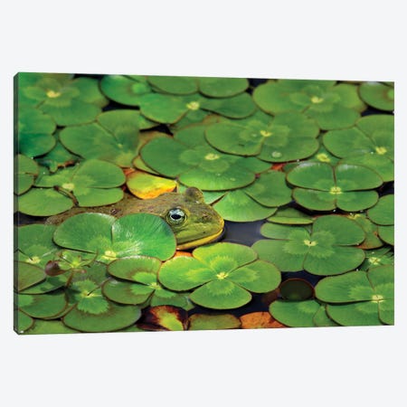 Frog Pond Canvas Print #DEN929} by Dennis Frates Canvas Print