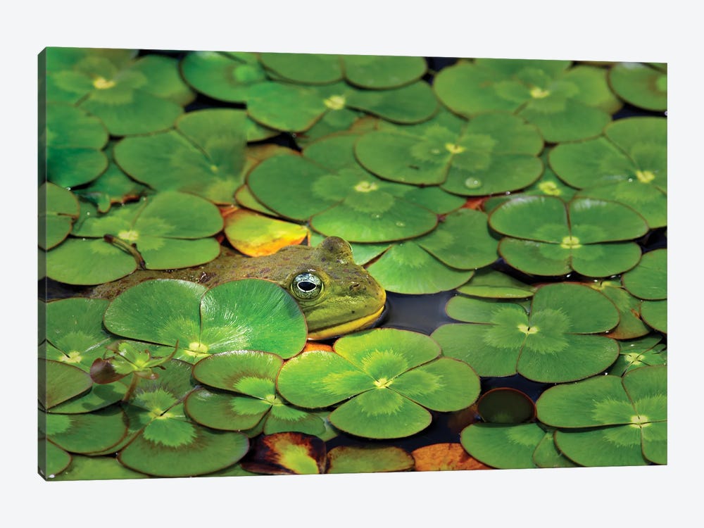 Frog Pond by Dennis Frates 1-piece Canvas Art Print
