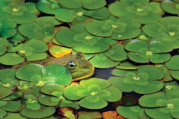 Water Lilies: Frog Pond by Dennis Frates