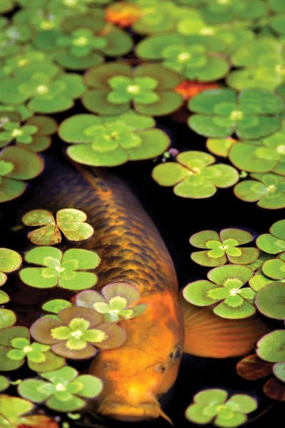 Koi: Frog Pond II by Dennis Frates