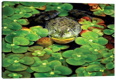 Frog Pond III Canvas Art Print - Lily Art