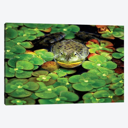 Frog Pond III Canvas Print #DEN931} by Dennis Frates Canvas Wall Art
