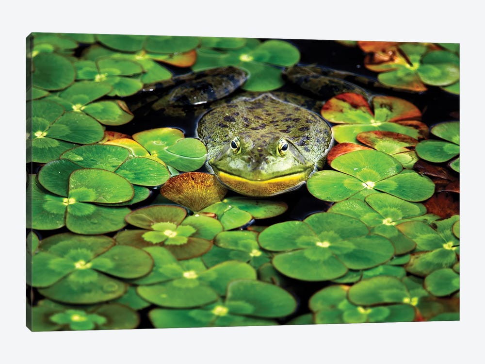 Frog Pond III by Dennis Frates 1-piece Canvas Wall Art