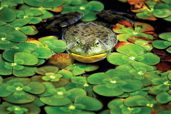 Water Lilies: Frog Pond III by Dennis Frates