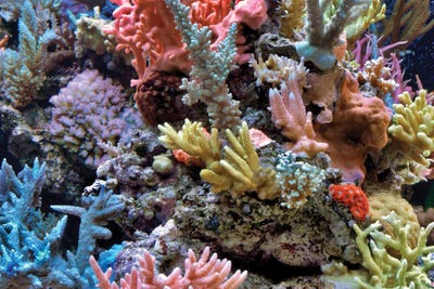 Coral by Dennis Frates canvas print