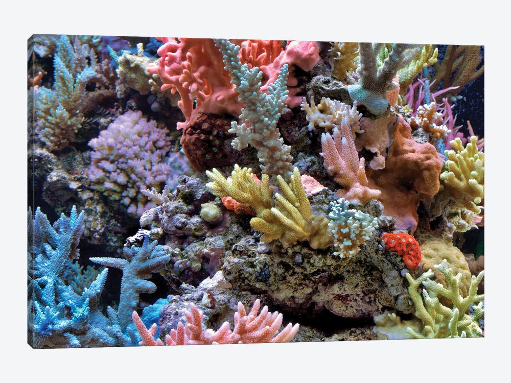 Coral by Dennis Frates 1-piece Canvas Print