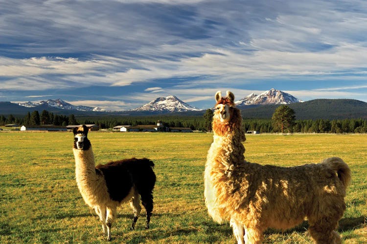 Llamas by Dennis Frates wall art
