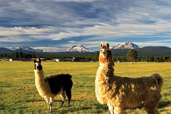 Llamas: Llamas by Dennis Frates