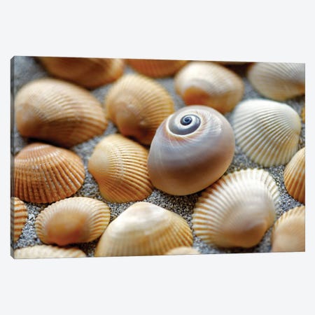 Sea Shells Canvas Print #DEN934} by Dennis Frates Canvas Art Print