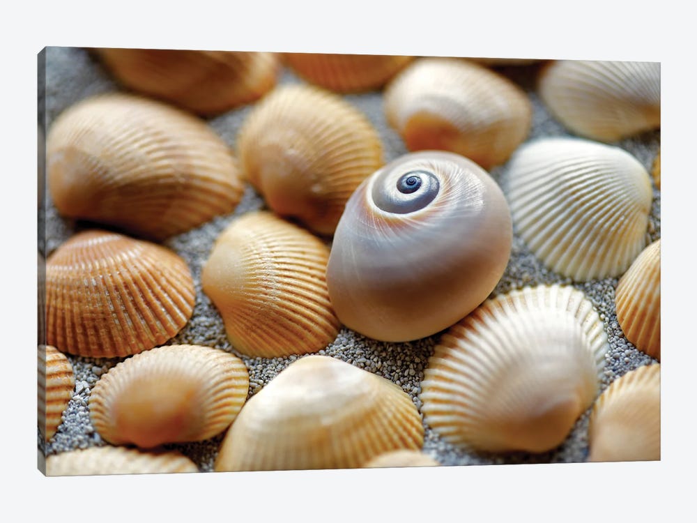 Sea Shells by Dennis Frates 1-piece Art Print