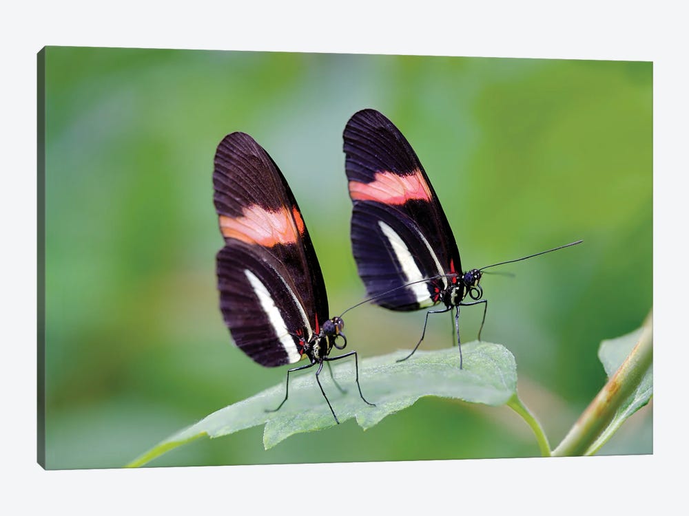 Two Butterflies by Dennis Frates 1-piece Canvas Wall Art