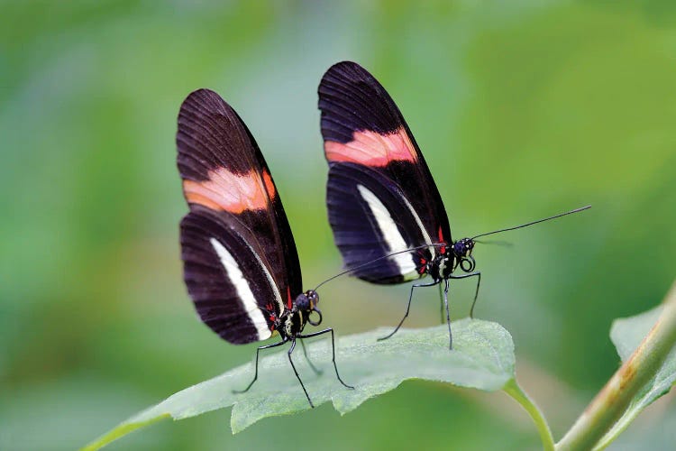 Two Butterflies