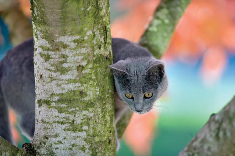 Cat In Tree