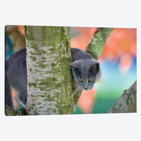 Cat In Tree Canvas Print #DEN936} by Dennis Frates Canvas Art Print