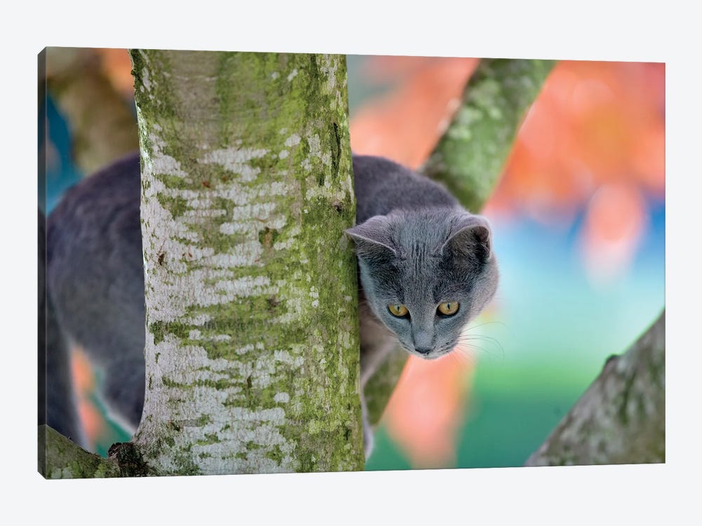 Cat In Tree by Dennis Frates 1-piece Art Print