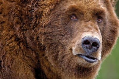 Grizzly Close Up by Dennis Frates canvas print
