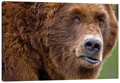 Grizzly Close Up Canvas Art Print - Grizzly Bear Art