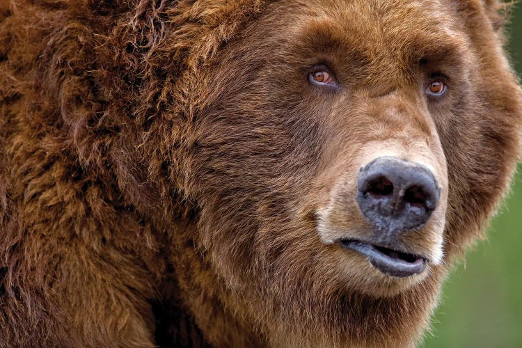 Grizzly Close Up