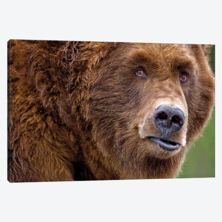 Grizzly Close Up Canvas Print #DEN937} by Dennis Frates Canvas Art Print