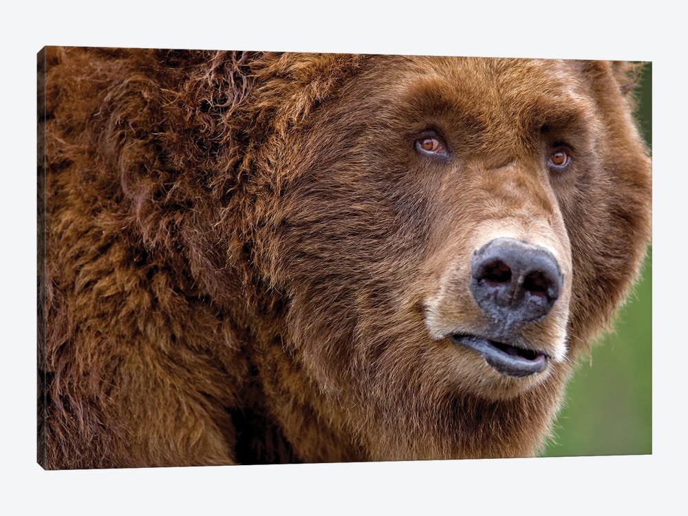 Grizzly Close Up by Dennis Frates 1-piece Canvas Wall Art