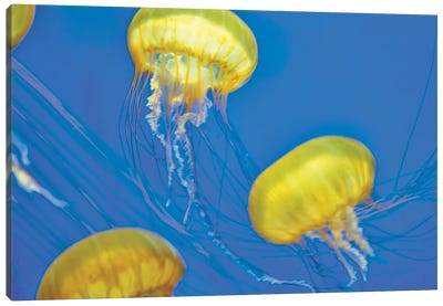 Jelly Fish Canvas Art Print