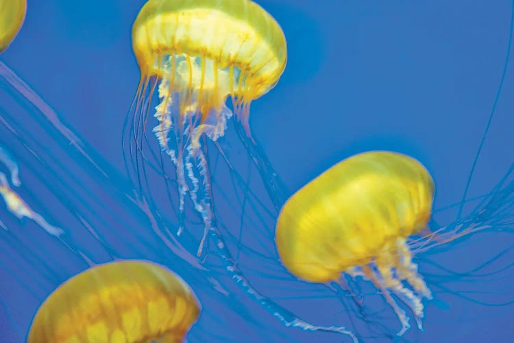 Jelly Fish