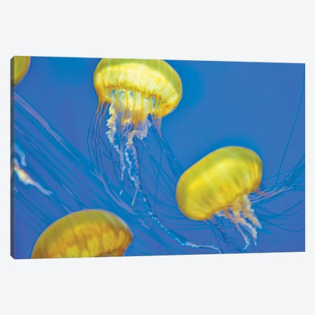 Jelly Fish Canvas Print #DEN939} by Dennis Frates Canvas Art