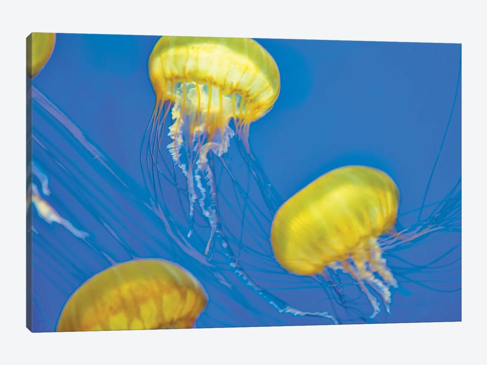 Jelly Fish by Dennis Frates 1-piece Canvas Wall Art