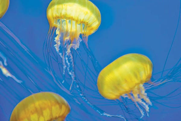 Jellyfish: Jelly Fish by Dennis Frates