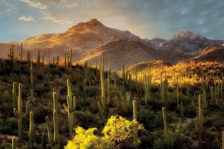 Desert Beauty