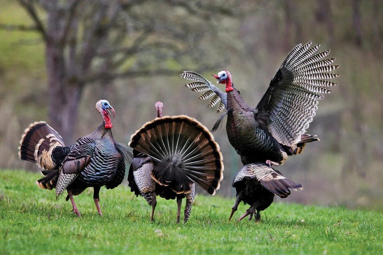 Wild Turkeys II